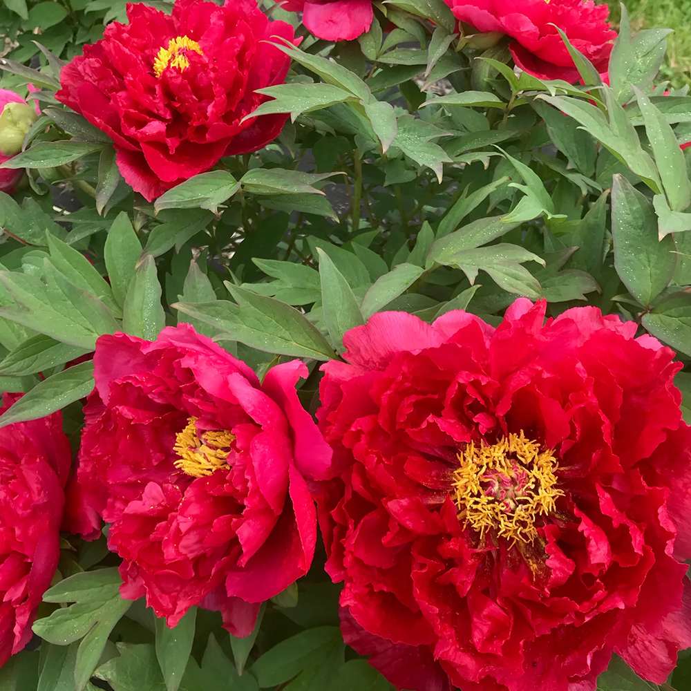 Bujor Copac, cu flori rosii