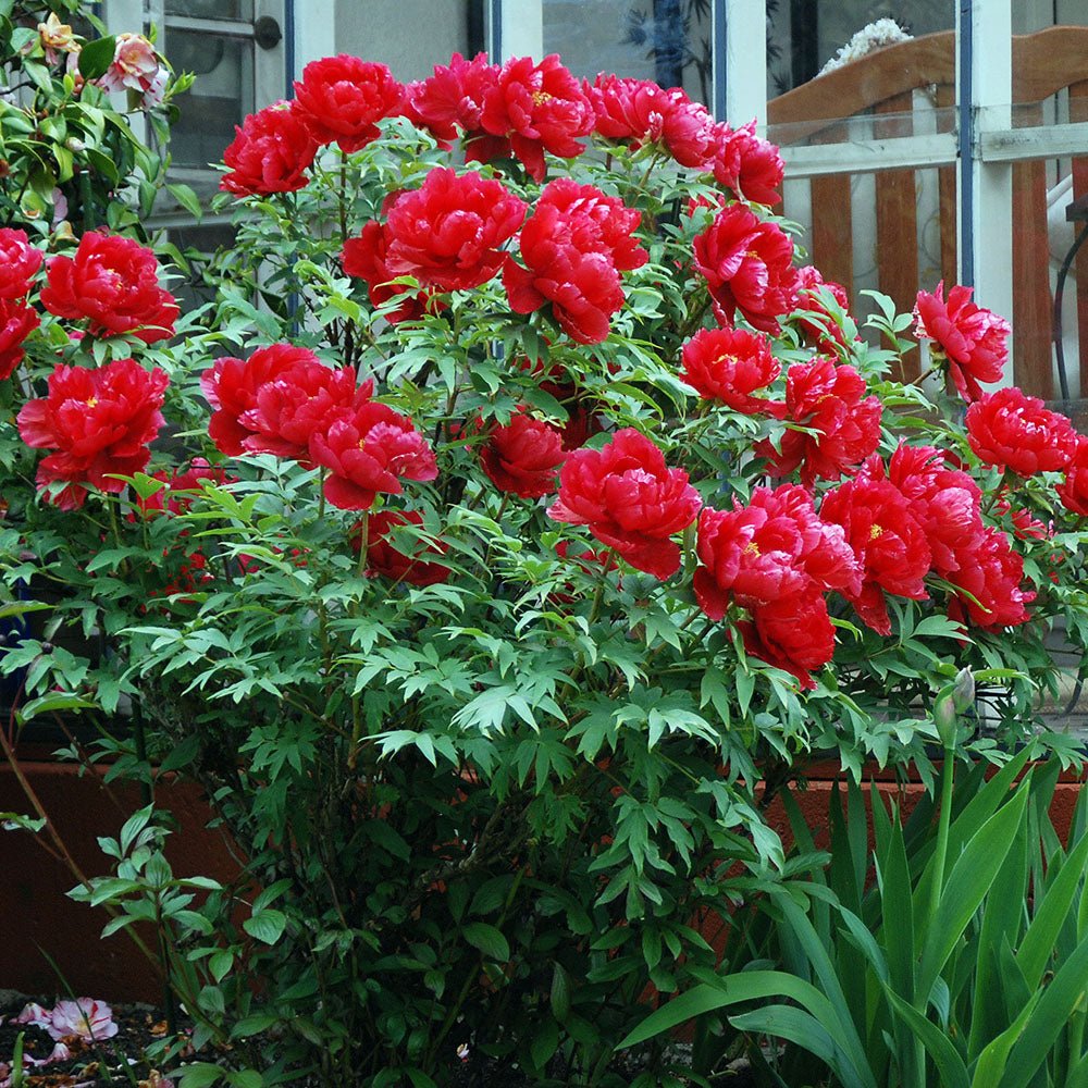 Bujor Copac, cu flori rosii