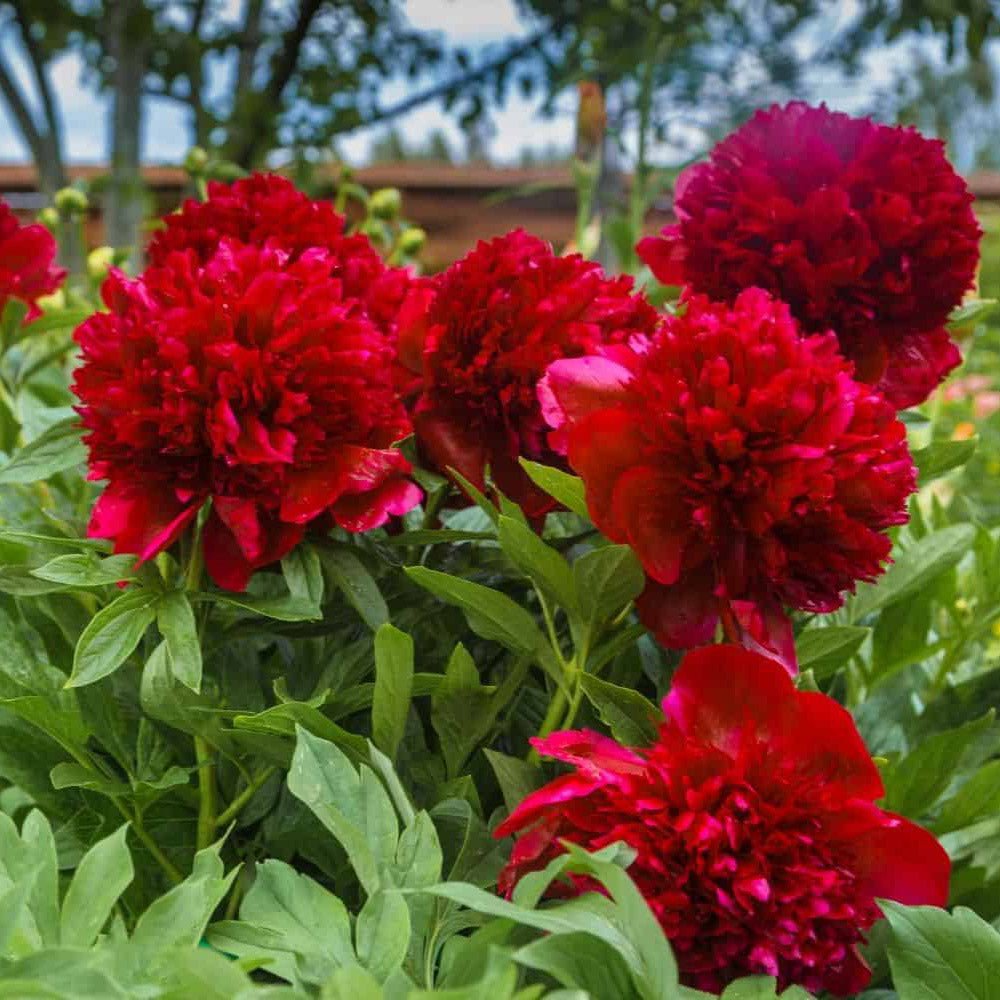 Bujor Copac, cu flori rosu Inchis