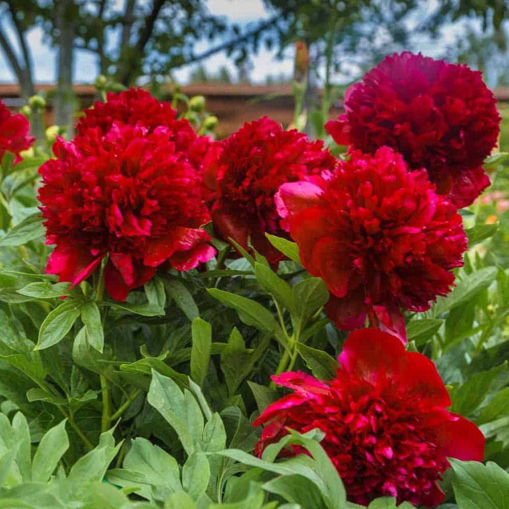 Bujor Copac, cu flori rosu Inchis