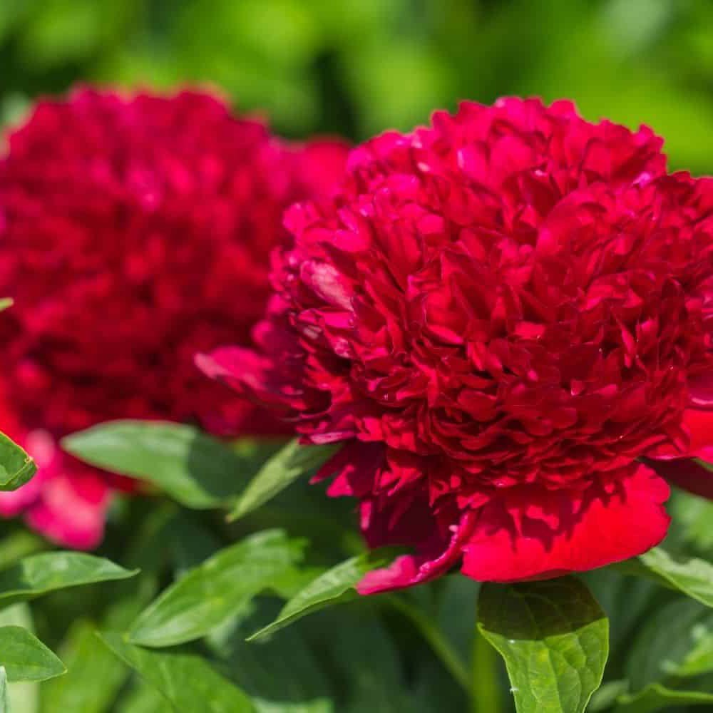 Bujor Copac, cu flori rosu Inchis