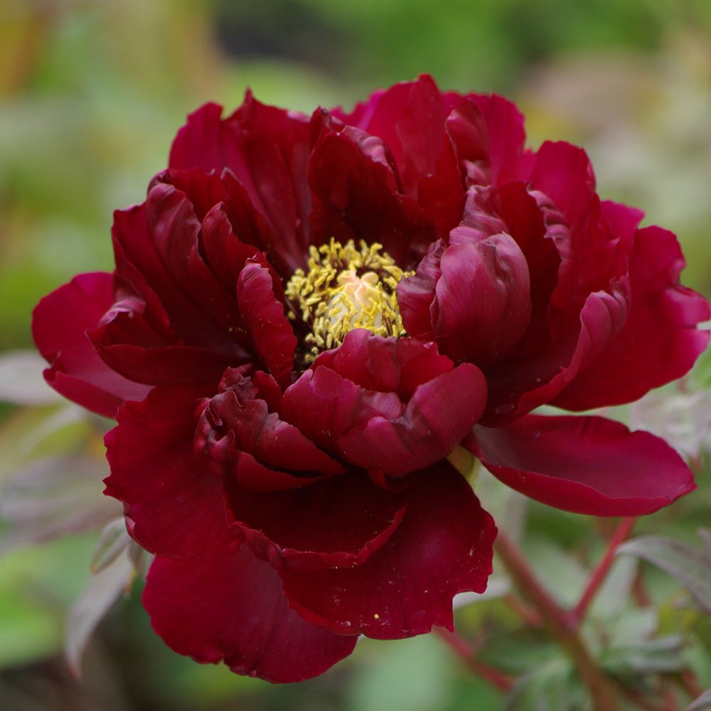 Bujor Copac, cu flori rosu Inchis