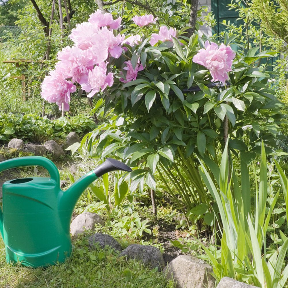 Bujor Copac, cu flori roz