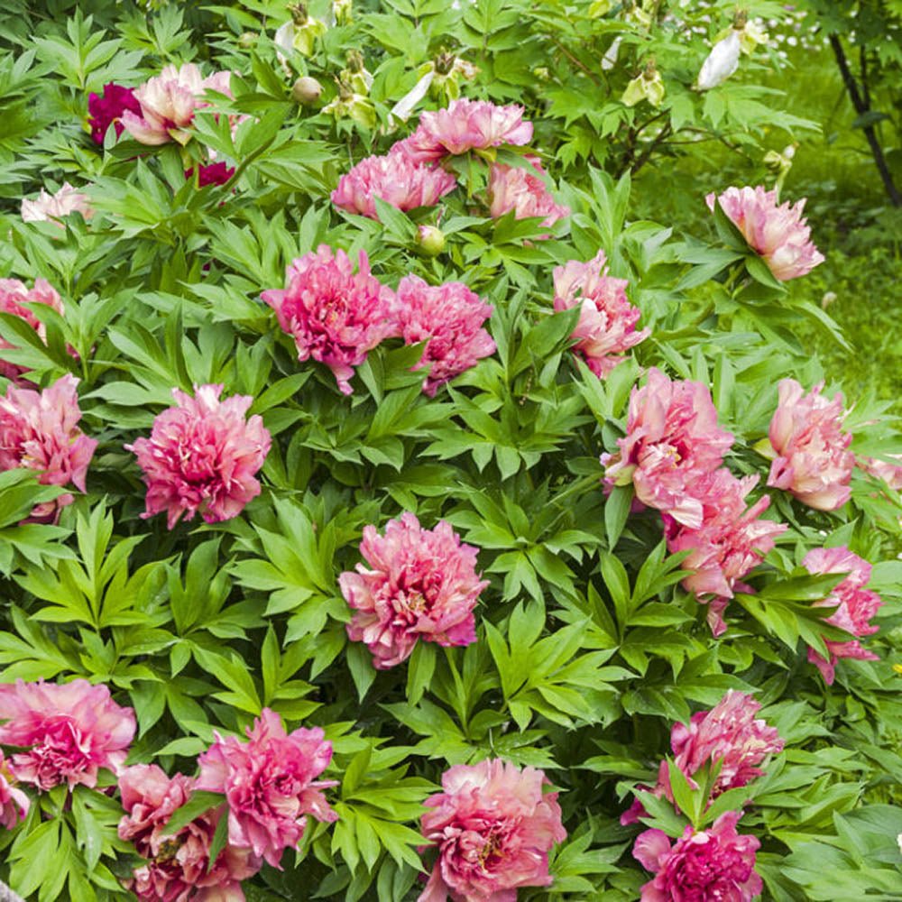 Bujor Copac, cu flori bicolor roz-alb