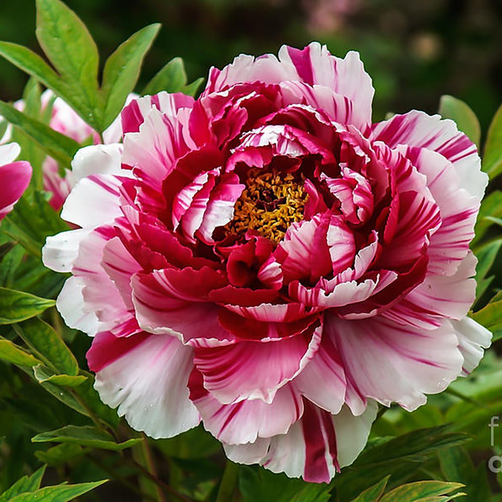 Bujor Copac, cu flori bicolor roz-alb