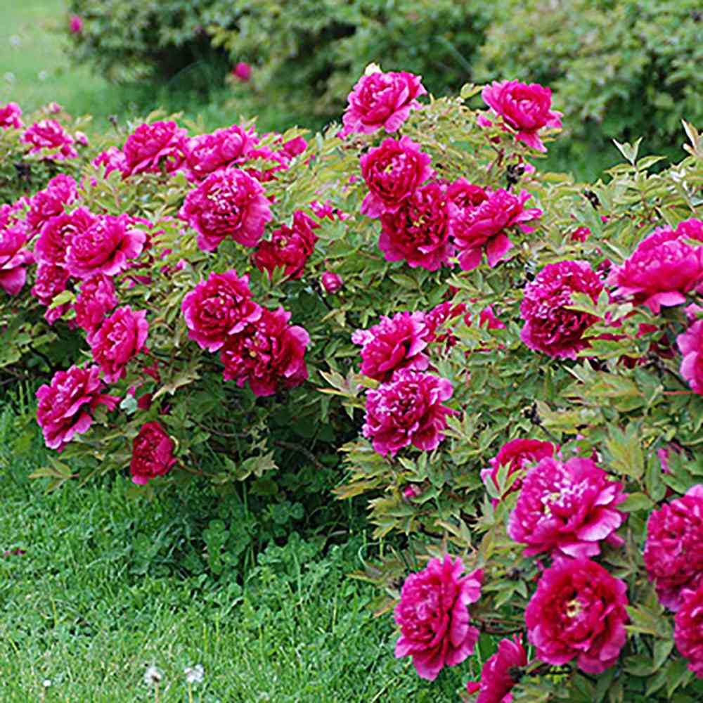 Bujor Copac Wu Long Peng Sheng, cu flori violacee