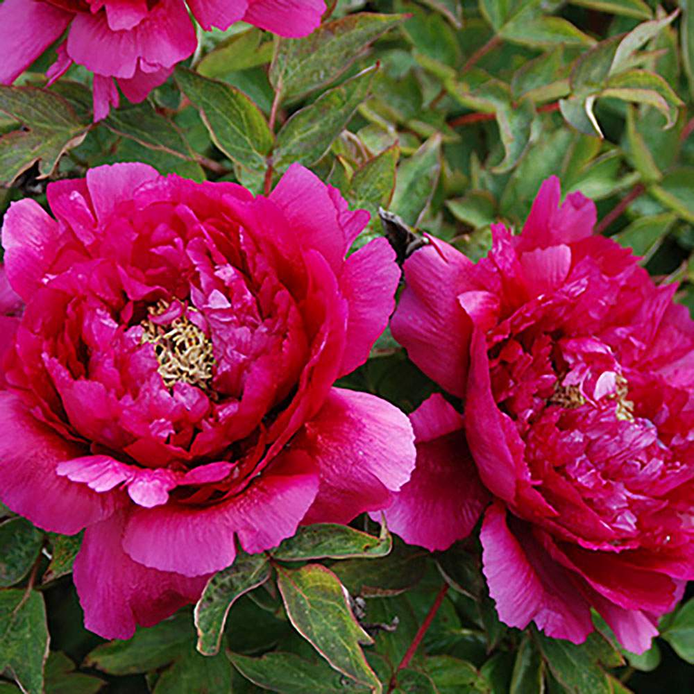 Bujor Copac Wu Long Peng Sheng, cu flori violacee