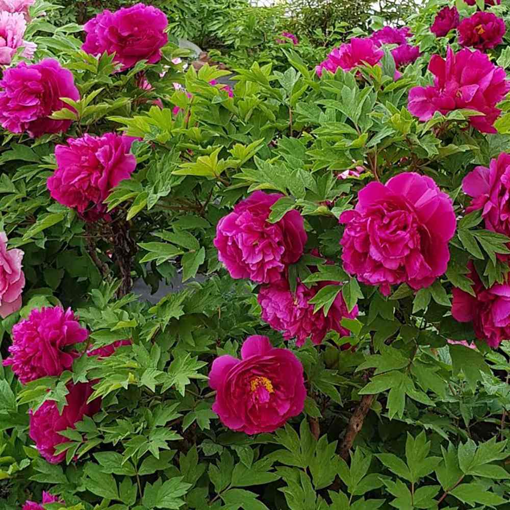 Bujor Copac Wu Long Peng Sheng, cu flori violacee