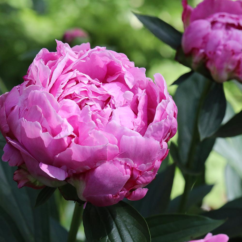 Bujor arbustiv nobil Dr. Alexander Fleming, cu flori roz