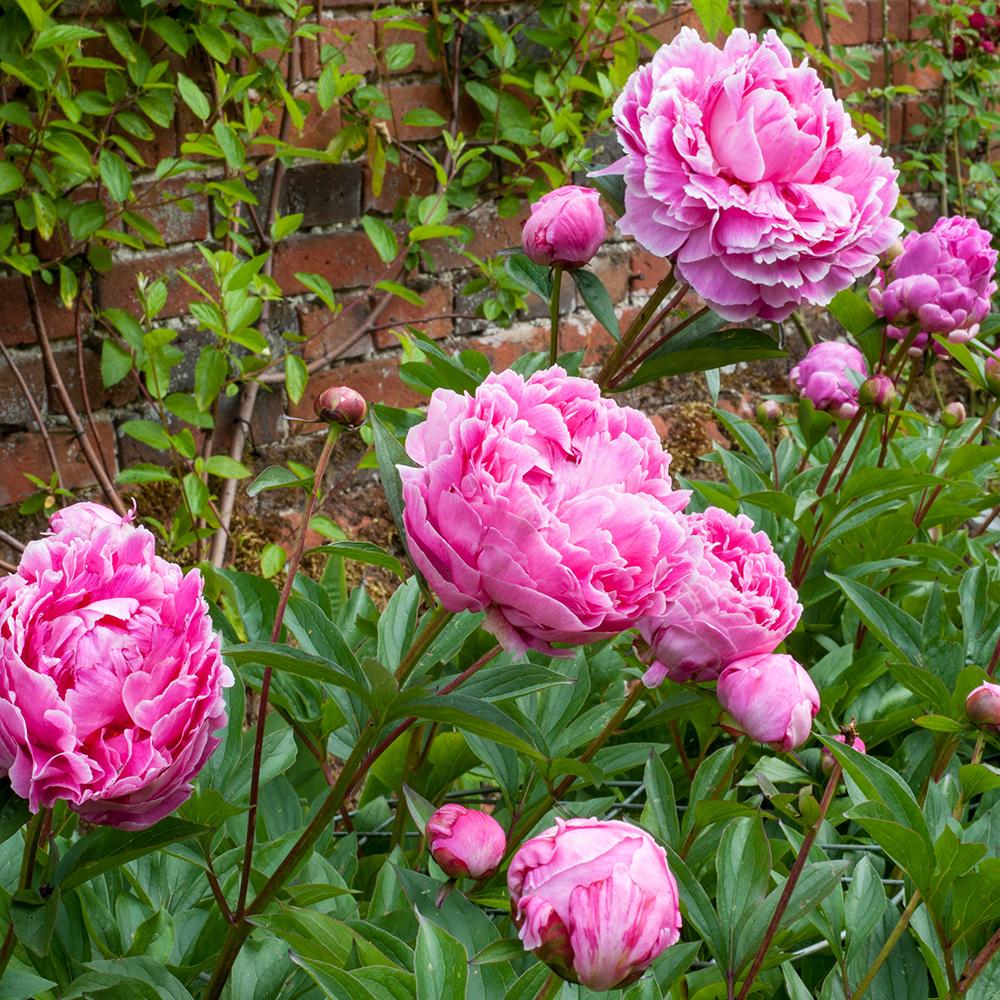 Bujor arbustiv nobil Dr. Alexander Fleming, cu flori roz