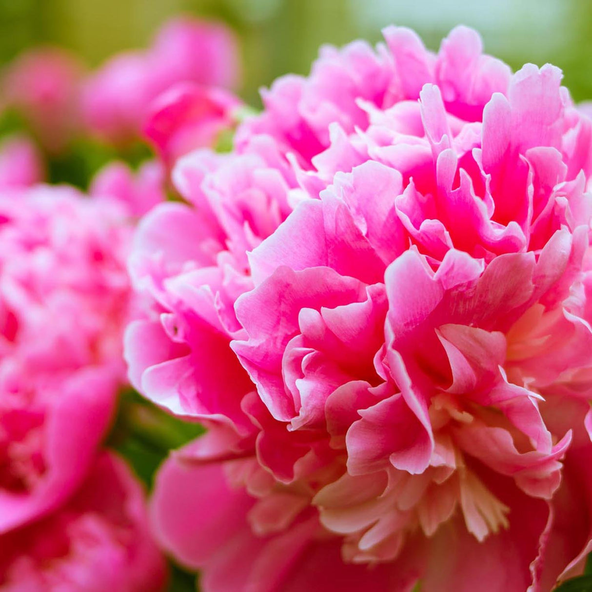 Bujor arbustiv nobil Dr. Alexander Fleming, cu flori roz