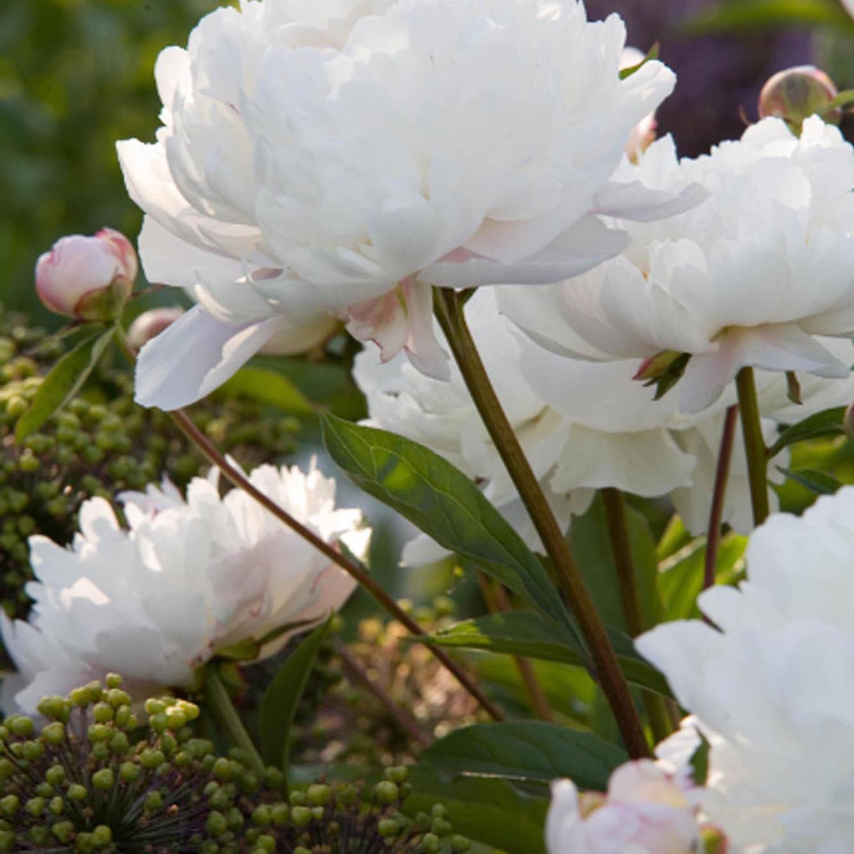 Bujor Nobil Duchesse de Nemours, cu flori alb-crem