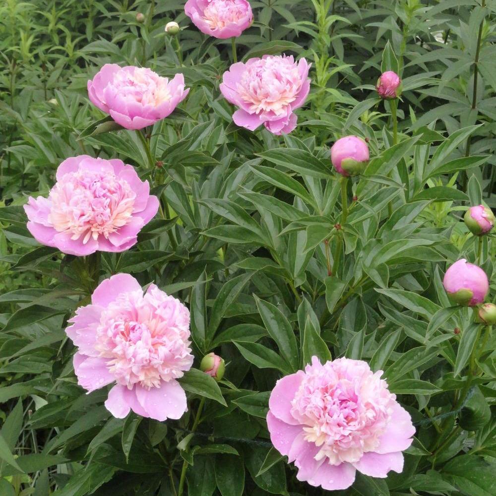 Bujor arbustiv nobil Edulis Superba, cu flori roz