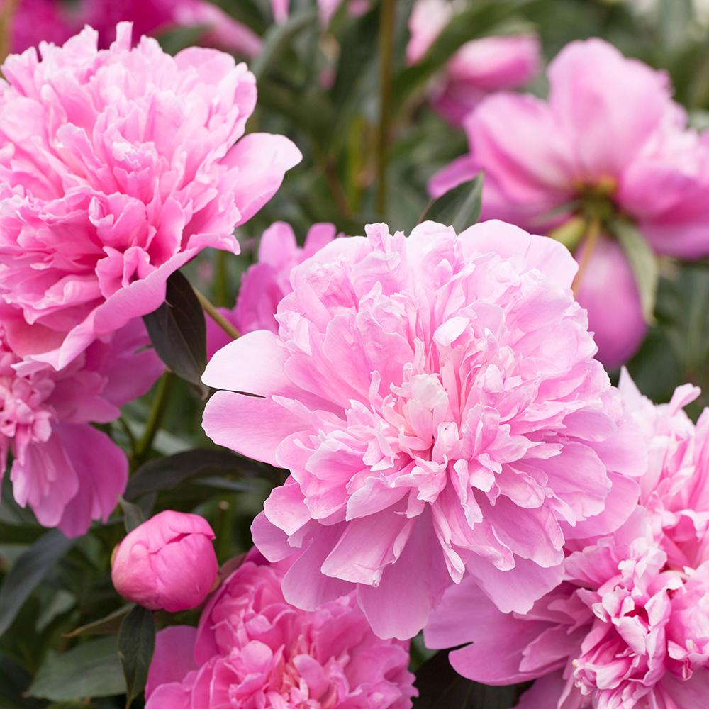 Bujor arbustiv nobil Edulis Superba, cu flori roz