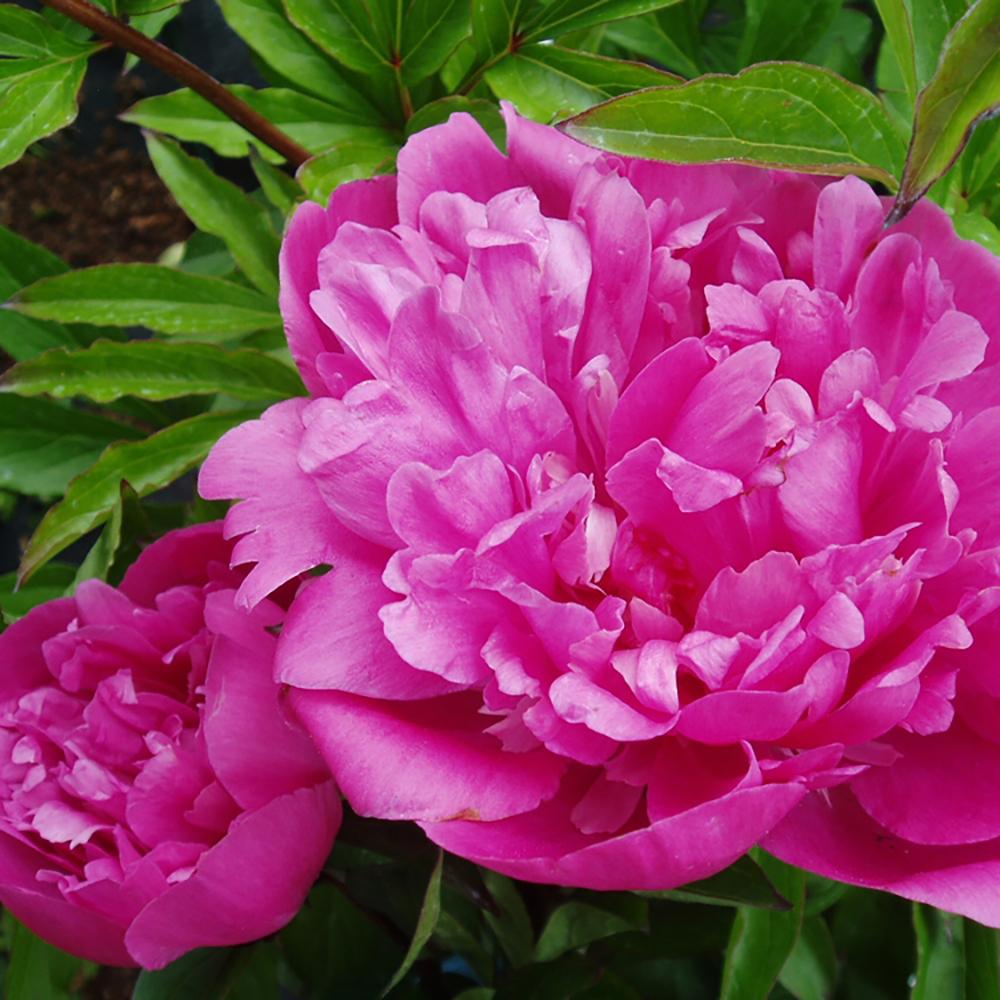 Bujor arbustiv nobil Edulis Superba, cu flori roz