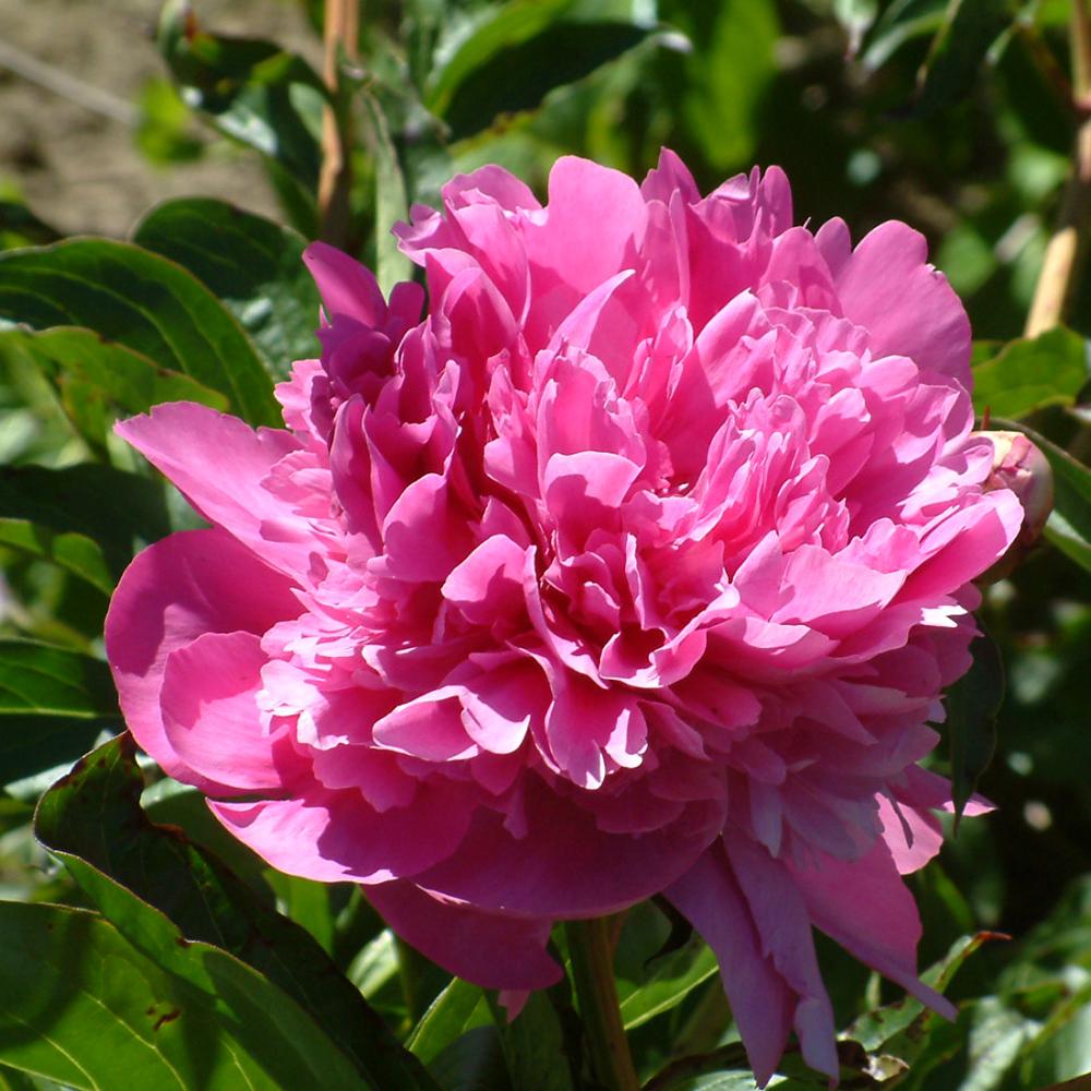 Bujor arbustiv nobil Edulis Superba, cu flori roz