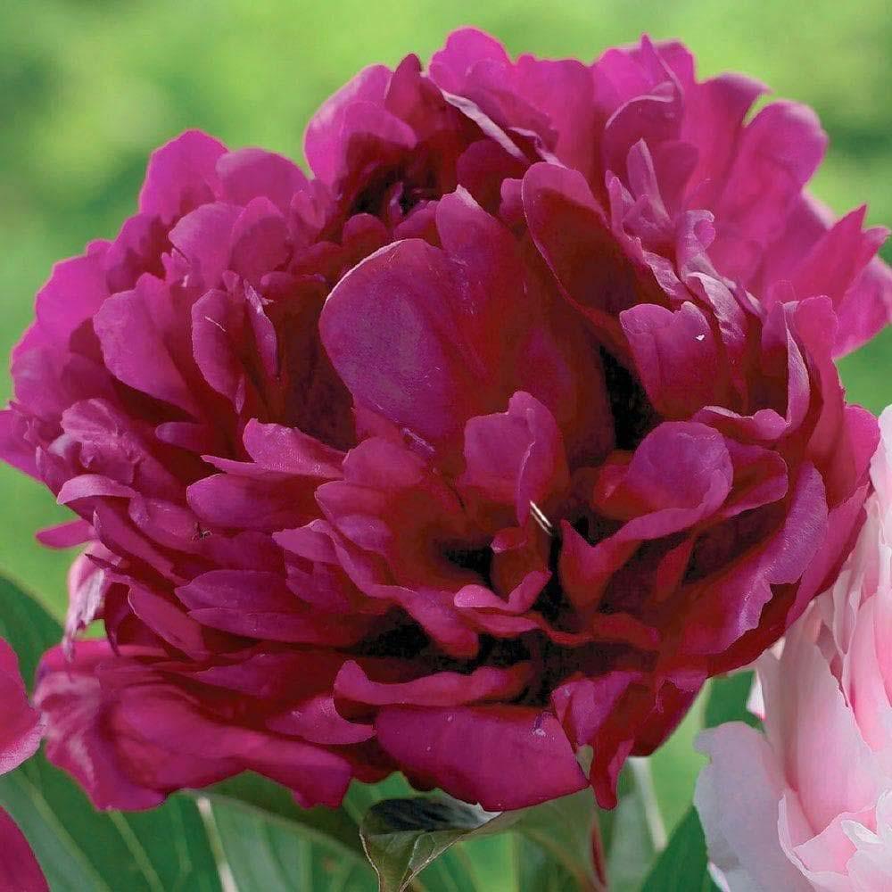 Bujor arbustiv nobil Felix Albert Crousse, cu flori roz-puternic