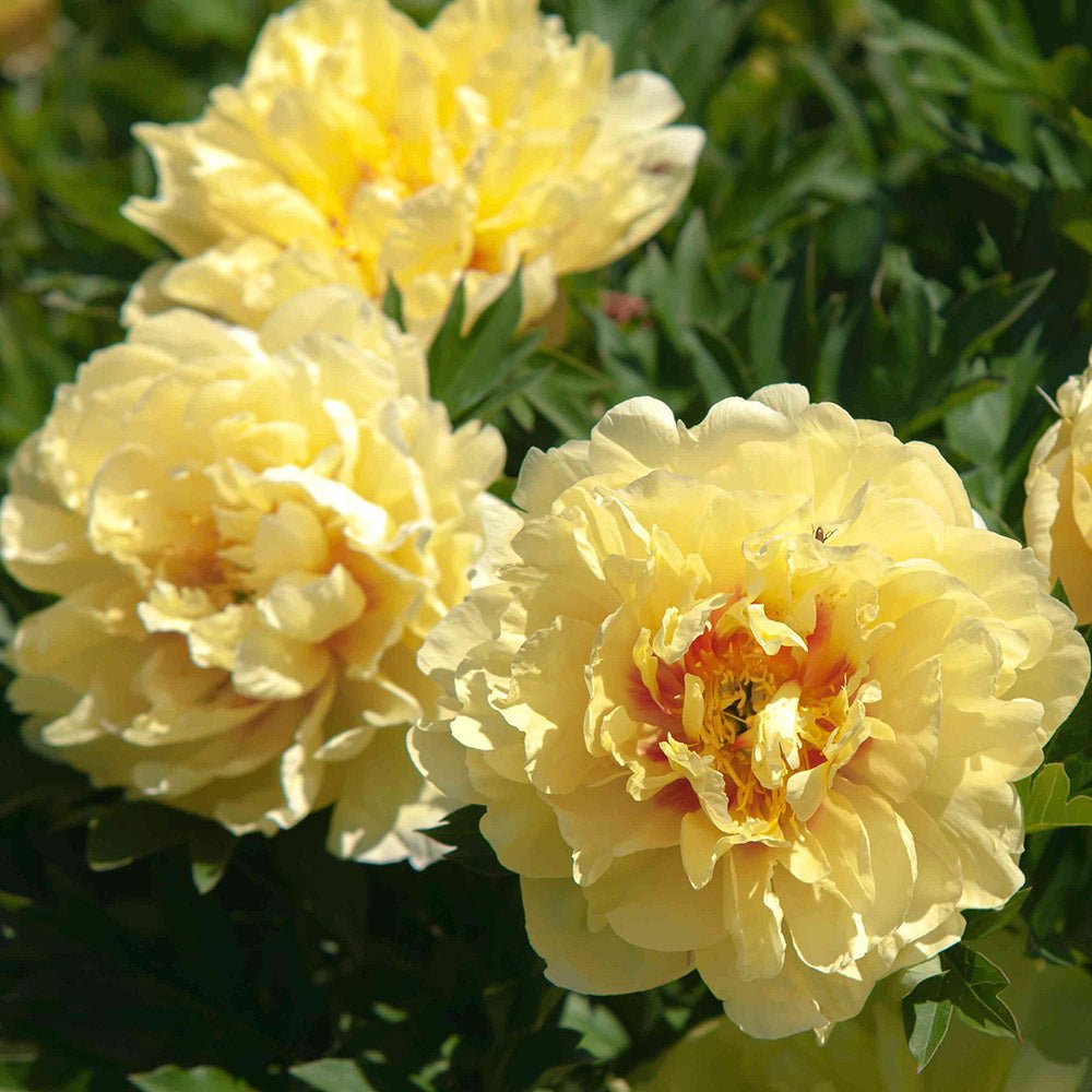 Bujor Copac Hai Huang, cu flori galbene