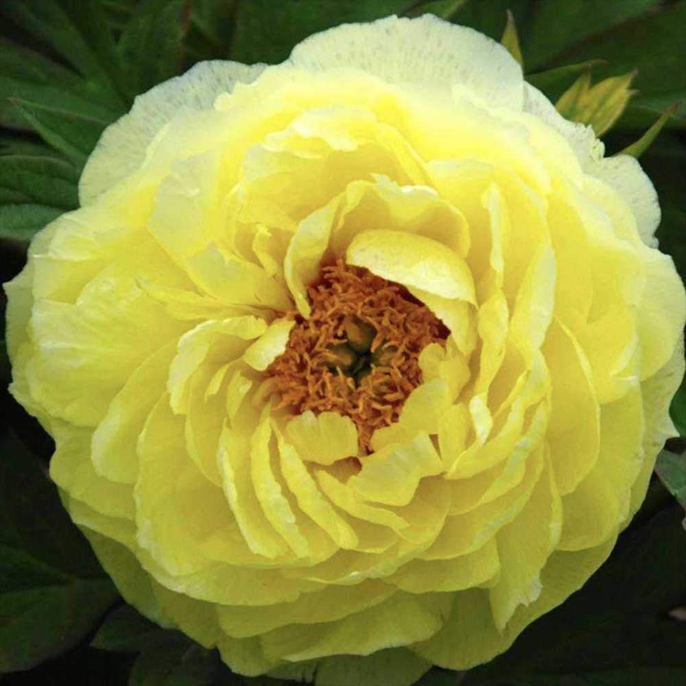 Bujor Copac Hai Huang, cu flori galbene