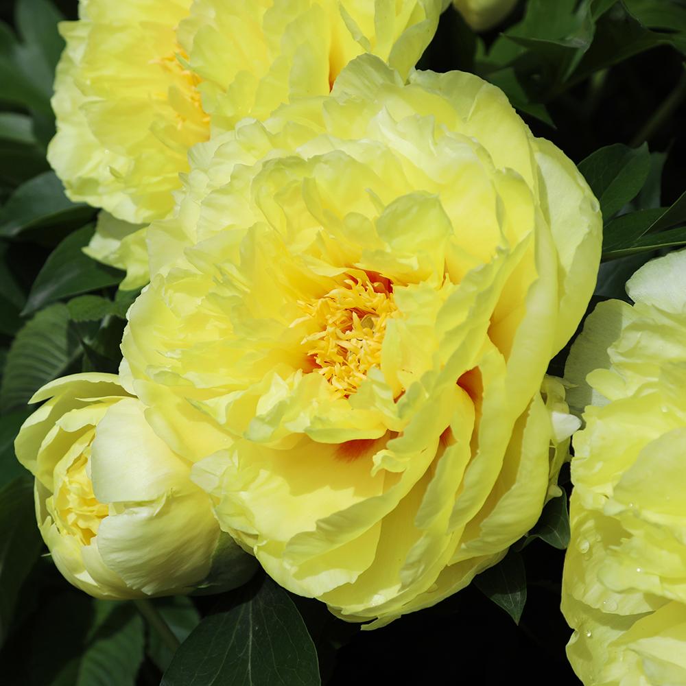 Bujor Hibrid Itoh Bartzella, cu flori galbene