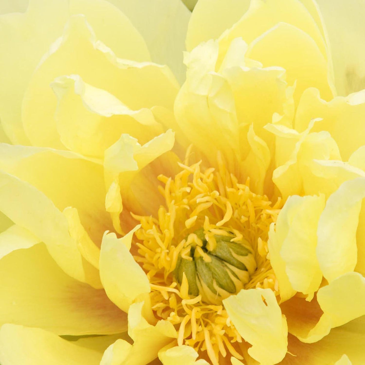 Bujor Hibrid Itoh Bartzella, cu flori galbene