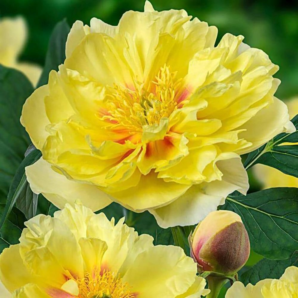 Bujor Hibrid Itoh Bartzella, cu flori galbene - VERDENA-livrat in ghiveci de 5 l