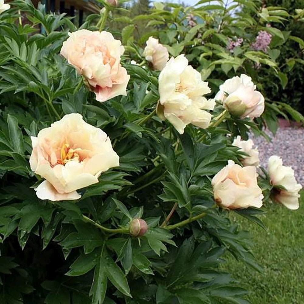 Bujor Hibrid Itoh Canary Brilliant, cu flori crem-cais