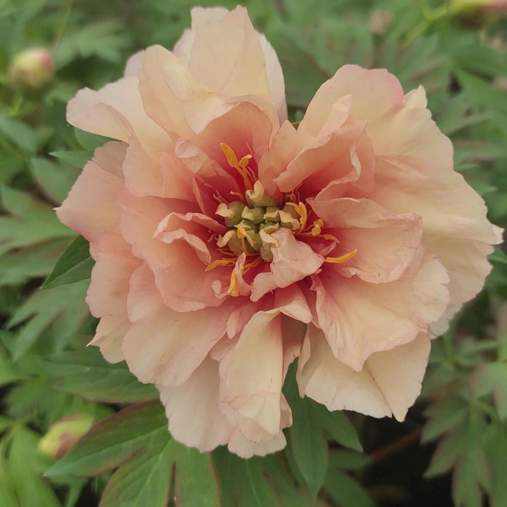 Bujor Hibrid Itoh Canary Brilliant, cu flori crem-cais