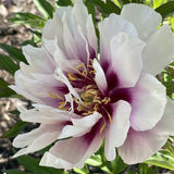 Bujor Hibrid Itoh Cora Louise, cu flori albe si centru purpuriu - VERDENA-50 cm inaltime, livrat in ghiveci de 5 l