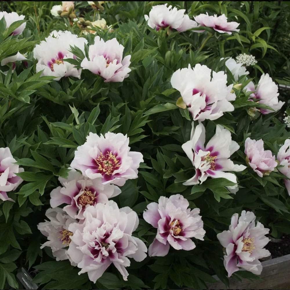 Bujor Hibrid Itoh Cora Louise, cu flori albe si centru purpuriu