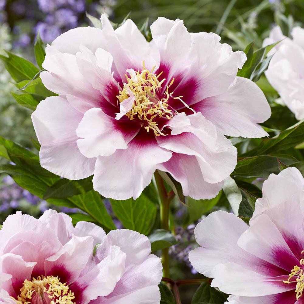 Bujor Hibrid Itoh Cora Louise, cu flori albe si centru purpuriu