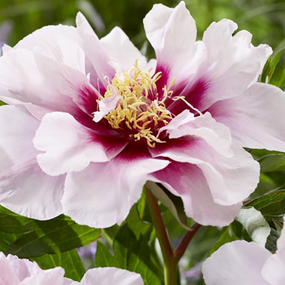 Bujor Hibrid Itoh Cora Louise, cu flori albe si centru purpuriu