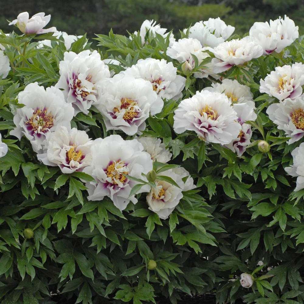 Bujor Hibrid Itoh Cora Louise, cu flori albe si centru purpuriu - VERDENA-50 cm inaltime, livrat in ghiveci de 5 l