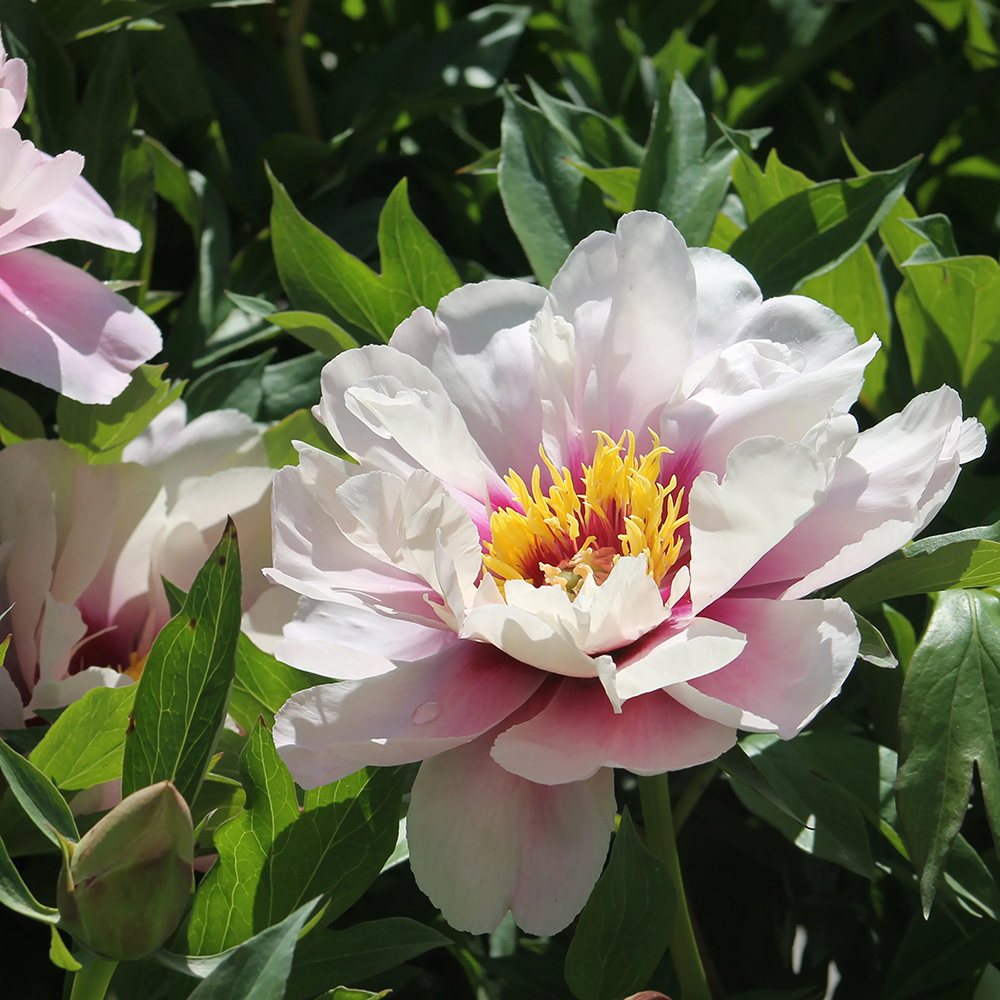 Bujor Hibrid Itoh Cora Louise, cu flori albe si centru purpuriu