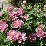 Bujor Hibrid Itoh Double Dandy, cu flori roz-lavanda - VERDENA-50 cm inaltime, livrat in ghiveci de 5 l