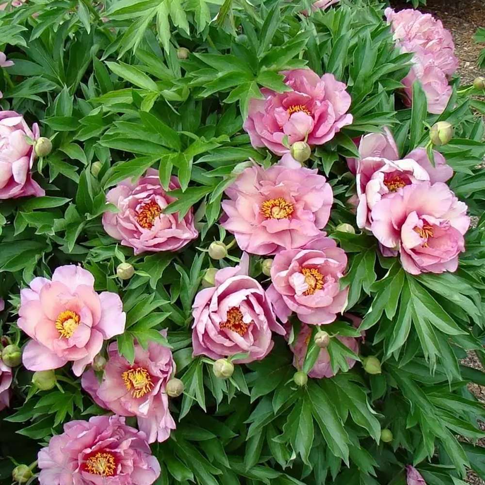 Bujor Hibrid Pink Double Dandy, cu flori roz-lavanda