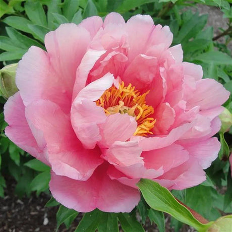 Bujor Hibrid Itoh Double Dandy, cu flori roz-lavanda - VERDENA-50 cm inaltime, livrat in ghiveci de 5 l