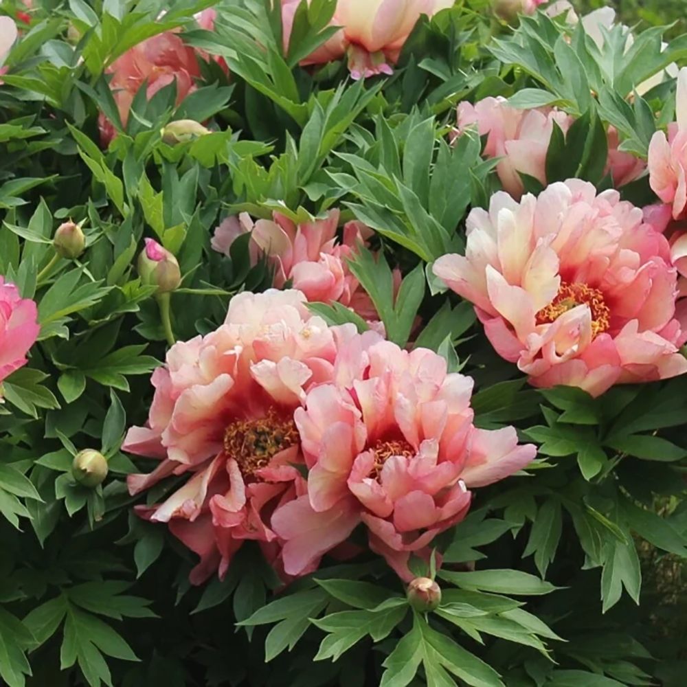 Bujor Hibrid Itoh Hillary, cu flori corai