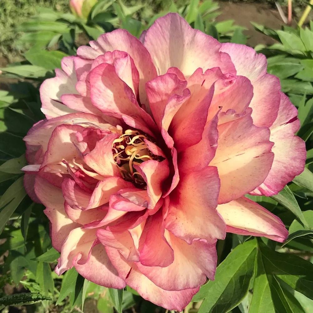 Bujor Hibrid Itoh Hillary, cu flori corai