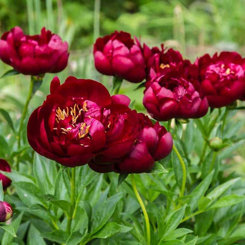 Bujor Hibrid Itoh Scarlet Heaven, cu flori rosu-inchis