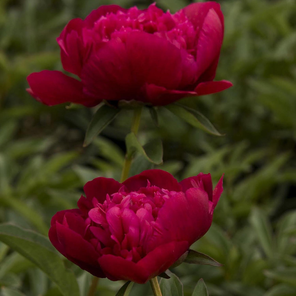 Bujor arbustiv nobil Inspecteur Lavergne, cu flori rosii-burgundiu
