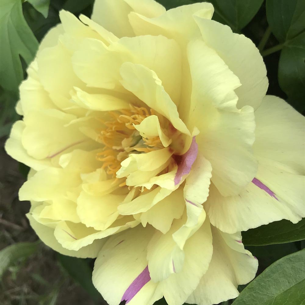 Bujor Hibrid Itoh Lemon Dream, cu flori galbene-lavandei