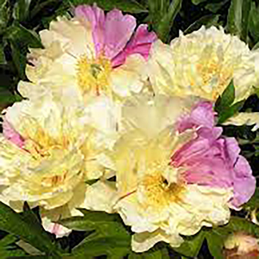 Bujor Hibrid Itoh Lemon Dream, cu flori galbene-lavandei