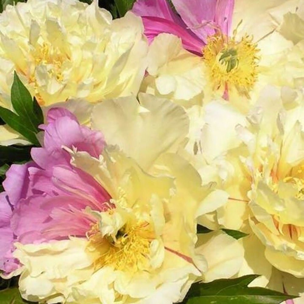 Bujor Hibrid Itoh Lemon Dream, cu flori galbene-lavandei