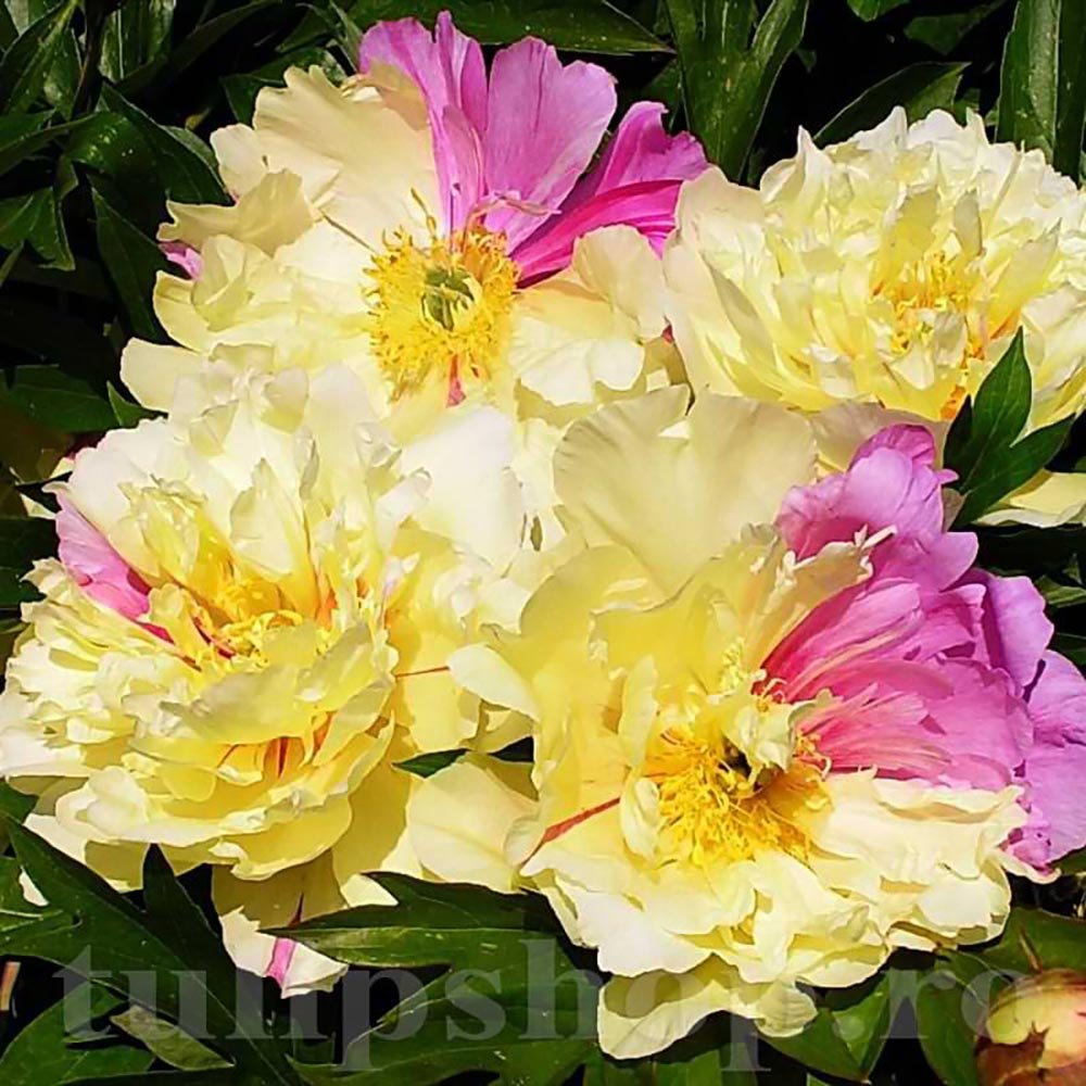 Bujor Hibrid Itoh Lemon Dream, cu flori galbene-lavandei