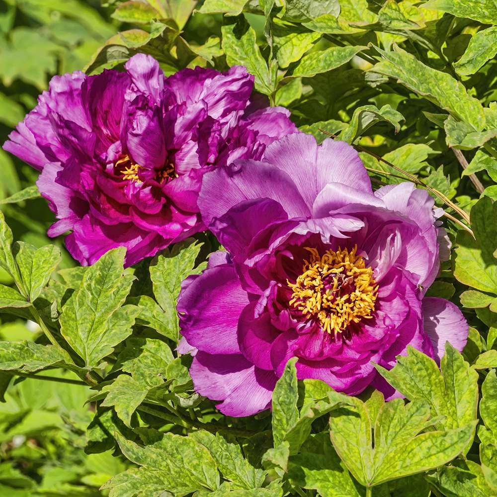 Bujor Copac Ling Hua Zhan Lu, cu flori mov-roz