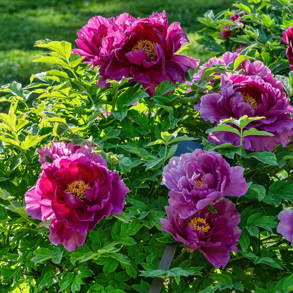 Bujor Copac Ling Hua Zhan Lu, cu flori mov-roz