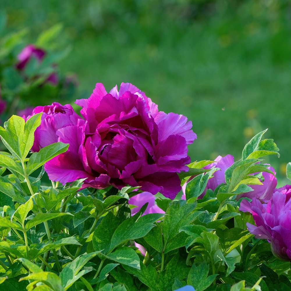 Bujor Copac Ling Hua Zhan Lu, cu flori mov-roz