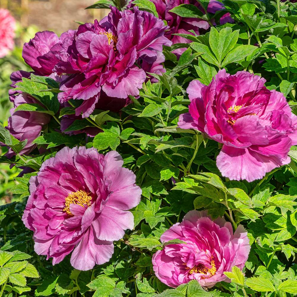 Bujor Copac Ling Hua Zhan Lu, cu flori mov-roz