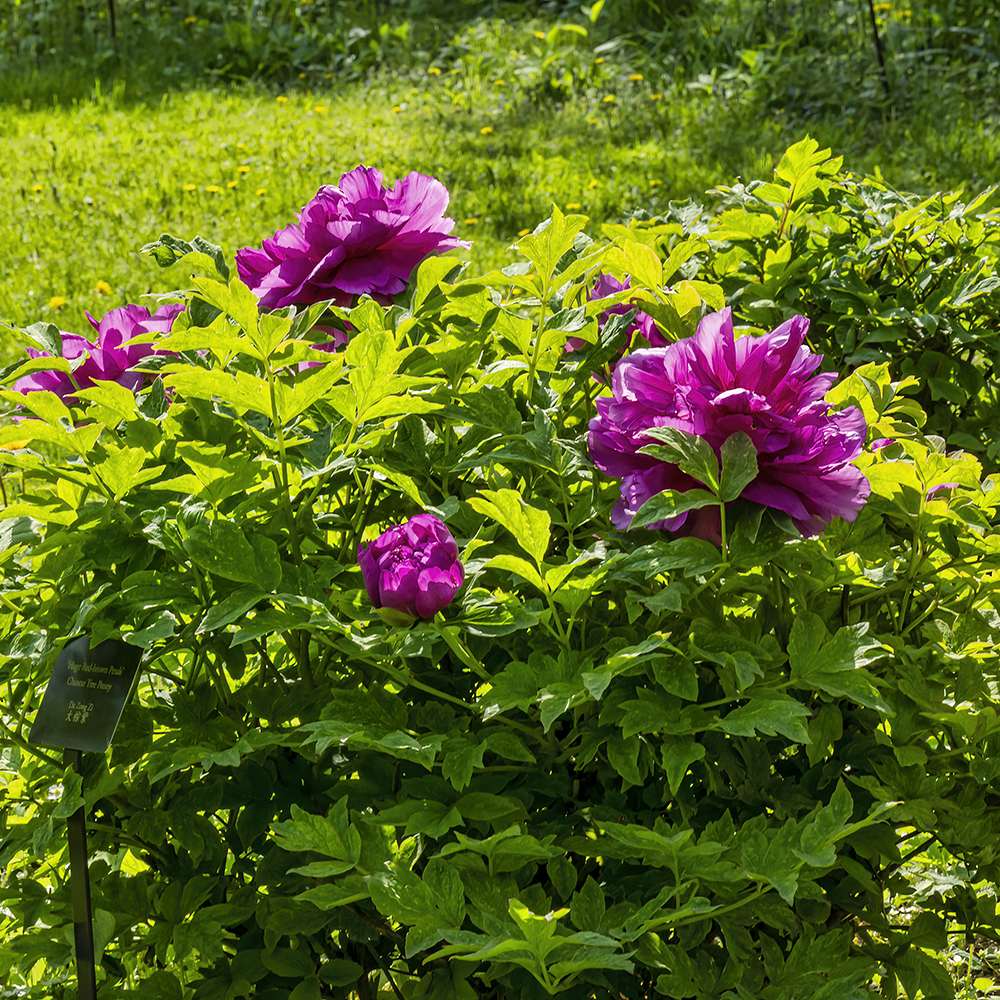 Bujor Copac Ling Hua Zhan Lu, cu flori mov-roz